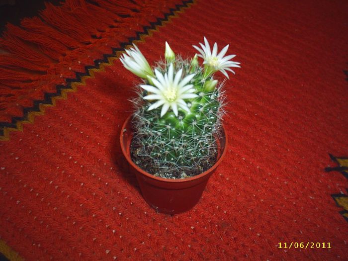 12 - Cactusi