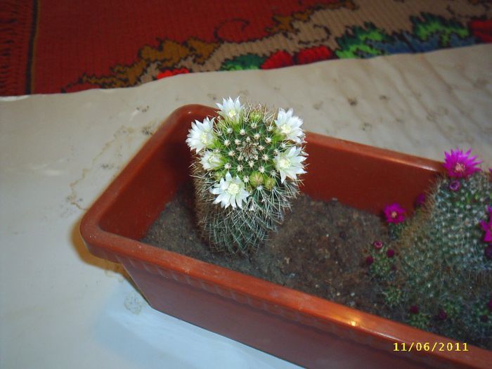13 - Cactusi