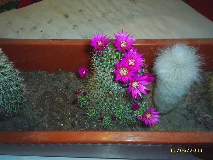 14 - Cactusi