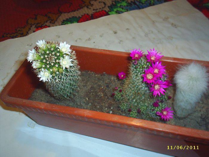 15 - Cactusi