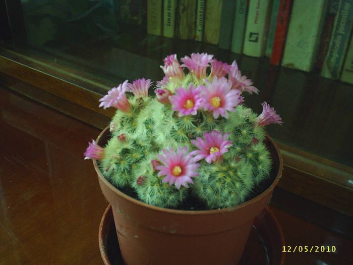 16 - Cactusi