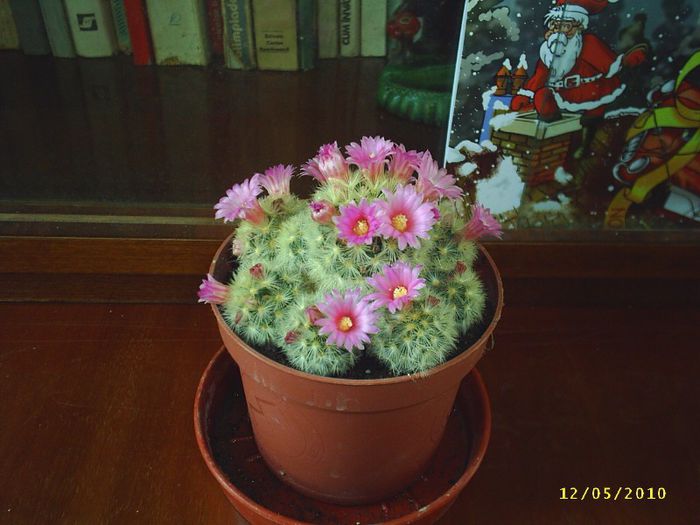 22 - Cactusi