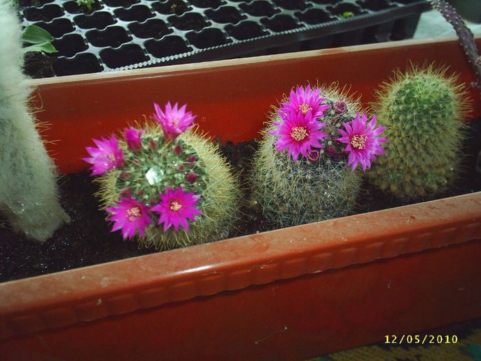 24 - Cactusi