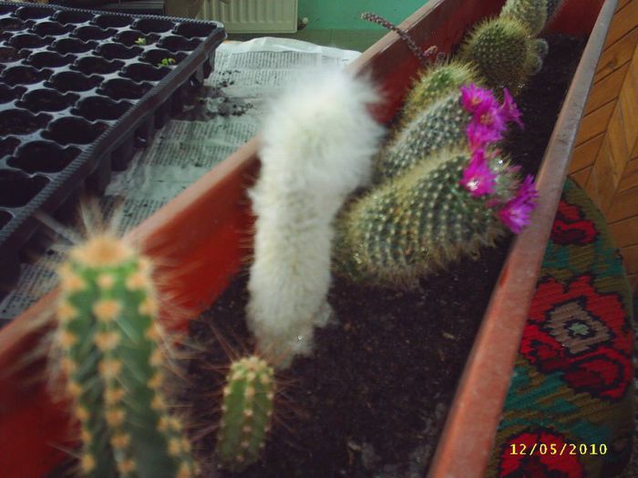 25 - Cactusi
