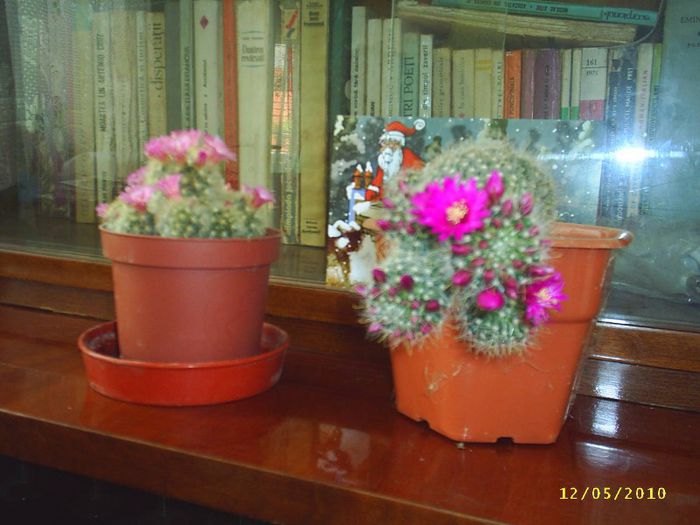 37 - Cactusi
