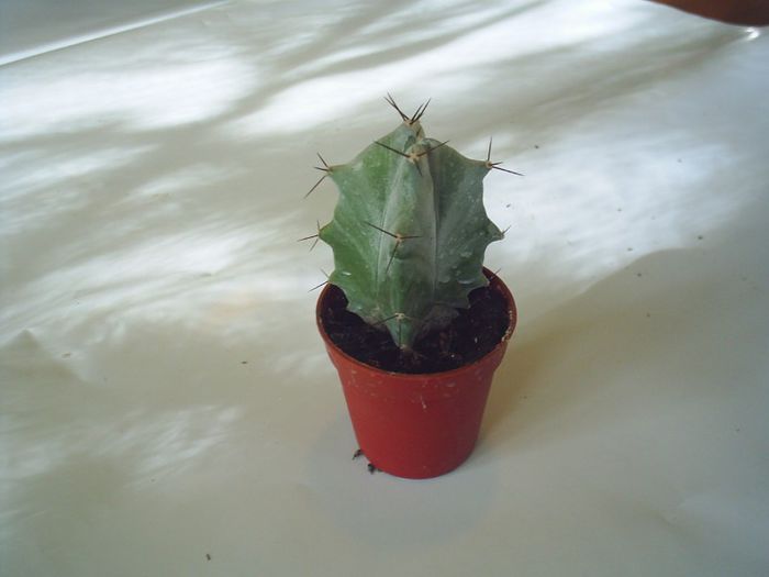 PIC_0060 - Cactusi