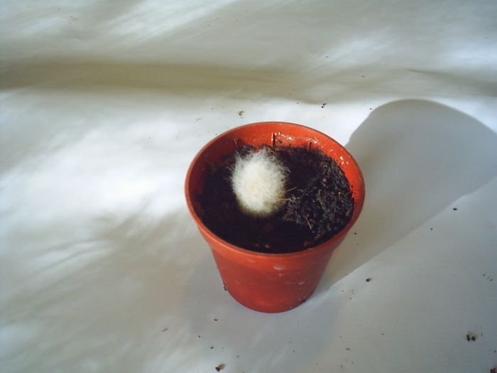 PIC_0067 - Cactusi