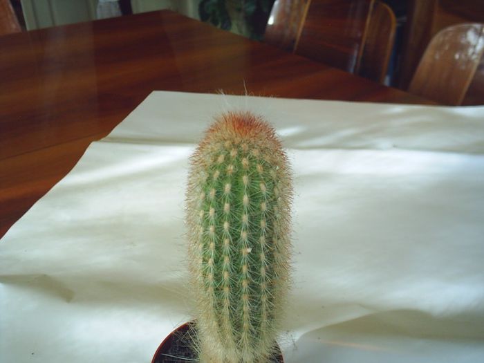 PIC_0073 - Cactusi