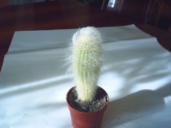 PIC_0092 - Cactusi