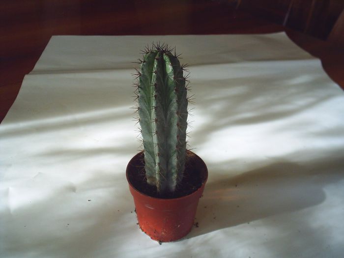 PIC_0094 - Cactusi