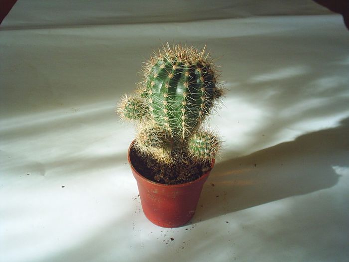 PIC_0096 - Cactusi