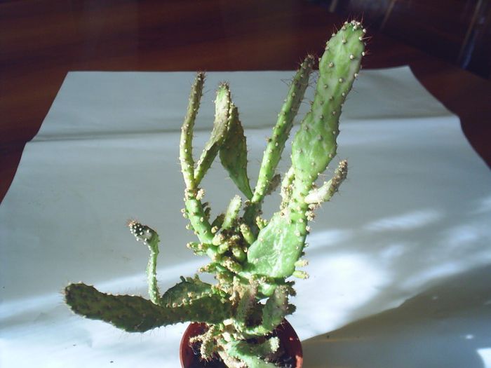 PIC_0098 - Cactusi