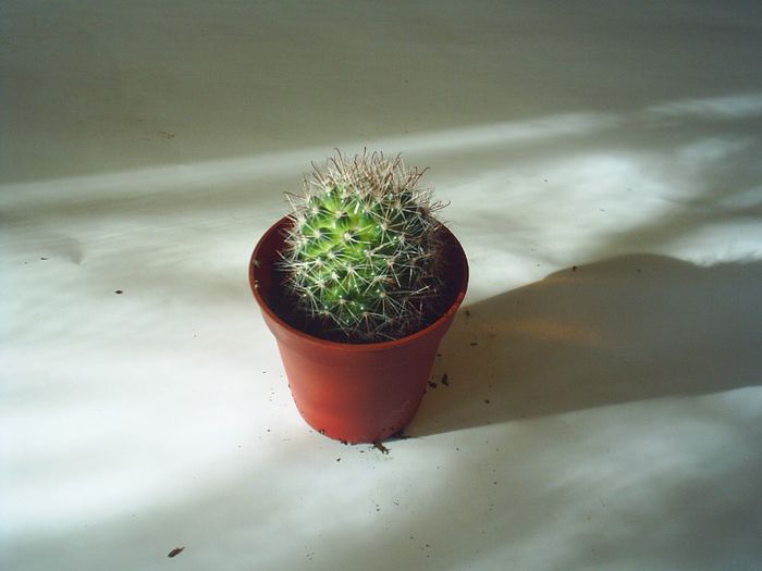 PIC_0100 - Cactusi