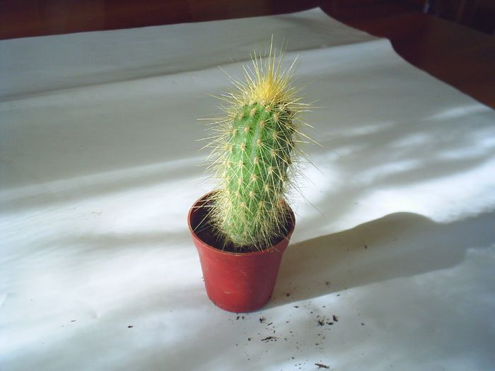 PIC_0102 - Cactusi