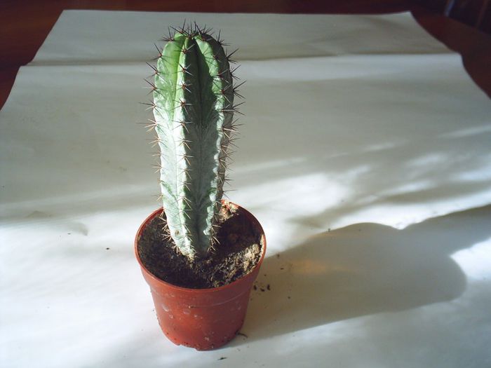 PIC_0104 - Cactusi