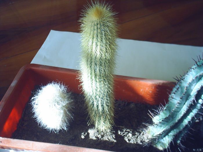 PIC_0127 - Cactusi