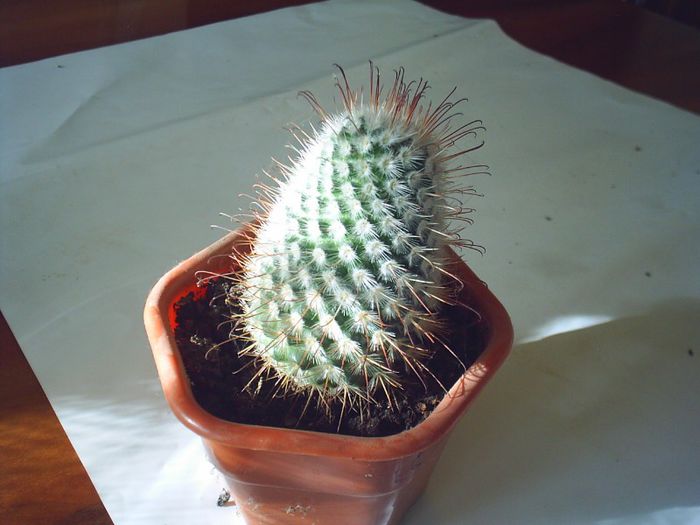 PIC_0135 - Cactusi