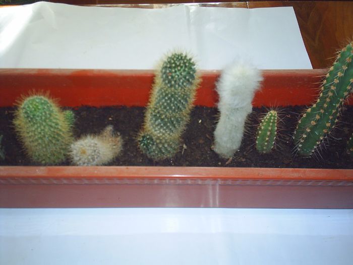 PIC_0160 - Cactusi