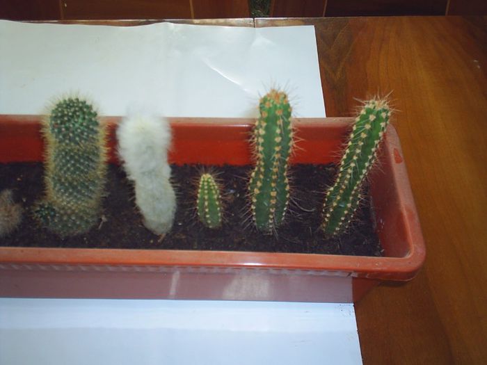 PIC_0161 - Cactusi