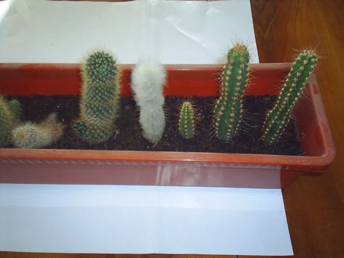 PIC_0162 - Cactusi
