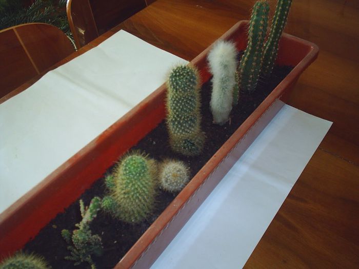 PIC_0164 - Cactusi