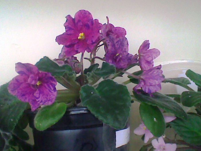 Imag025 - Violete 2013