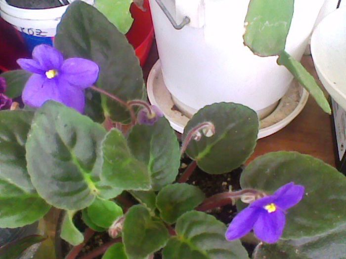 Imag030 - Violete 2013