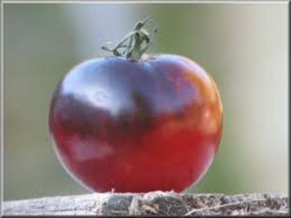 TOMATE_OSU 1 - TOMATE_OSU BLUE