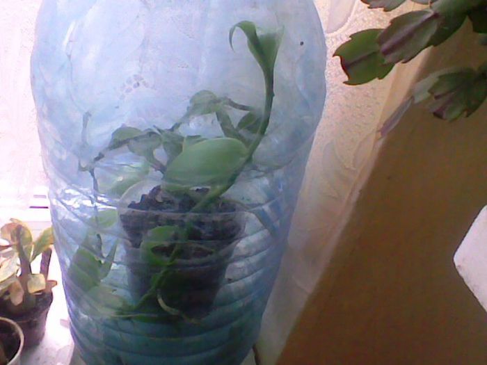 martie 2013 - Vanillia Planifolia