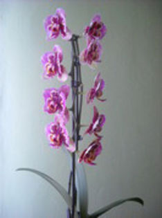 16.03.2013 - Orhideea - Phalaenopsis-Cambria