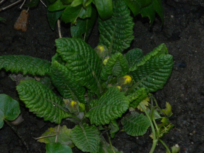 DSCN5548