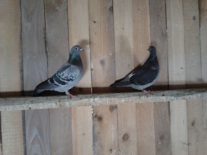 2013-03-17 13.57.43 - matca 2013