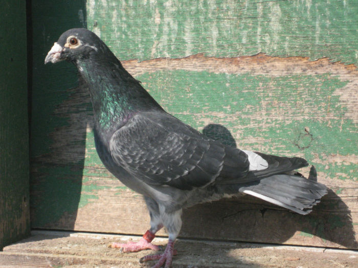 IMG_8062 - 2013 MATCA MASCULI  O PARTE