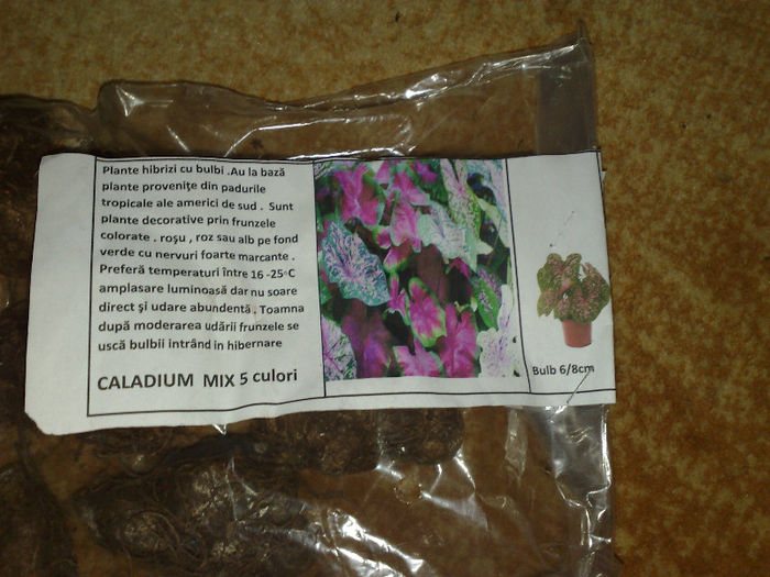 caladium mix - C ACHIZITII BULBI PRIMAVARA DL TIBI