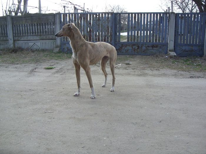 SDC13887 - ogary greyhound album