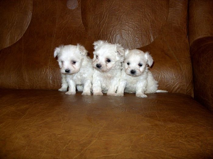 bichonel 01 - bichon malteze