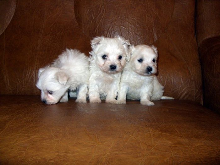 bichonel 02 - bichon malteze