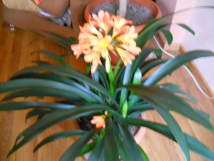 clivia