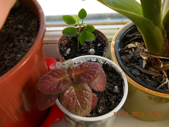 episcia si muraya cu flori