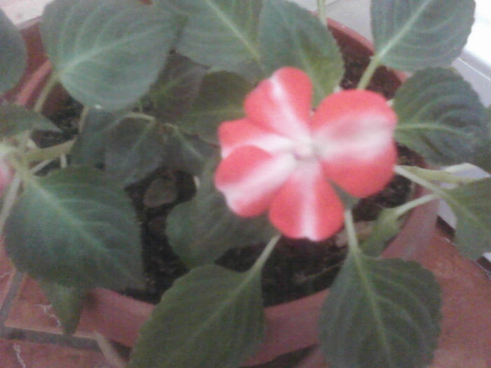 impatiens - 2013