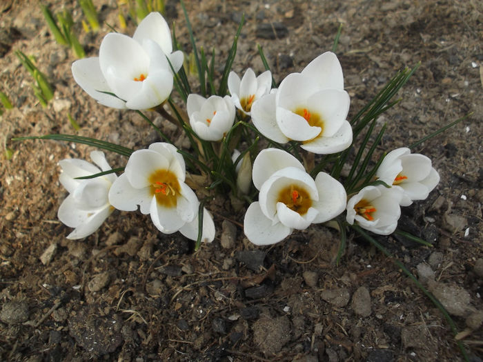 DSCF6676 - CROCUSI 2010