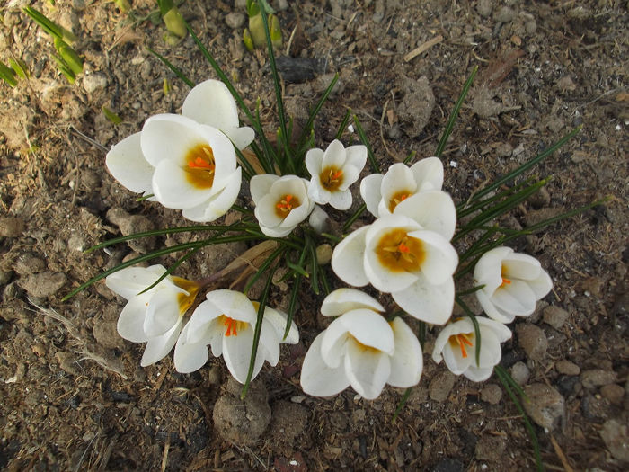 DSCF6673 - CROCUSI 2010