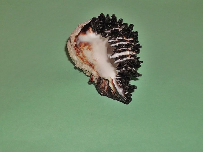 DSCF0768