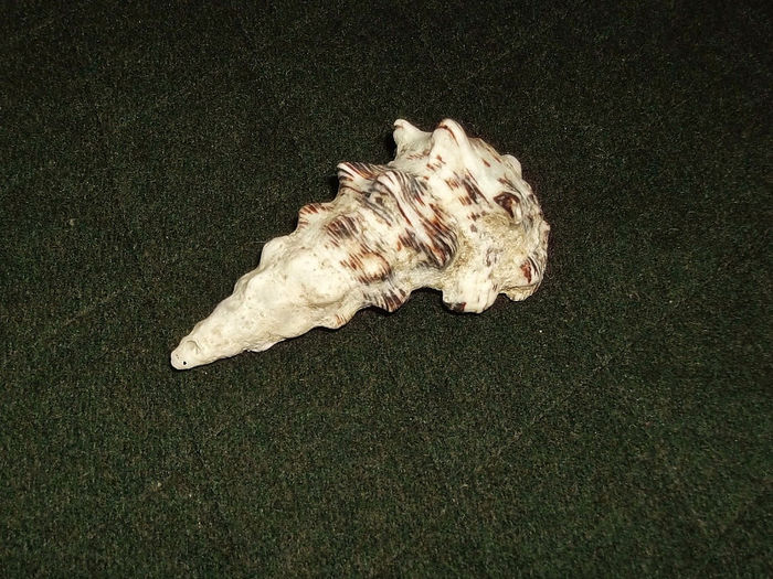 DSCF0778
