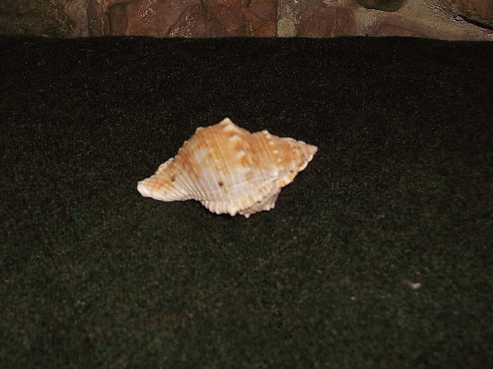 DSCF0790