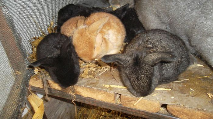 SAM_4288; Stau sa  cada din cusca daca nu sunt atenta.
