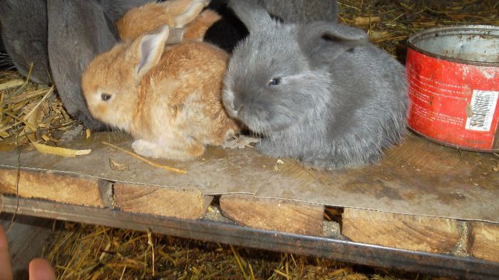 SAM_4322 - De la femela berbec albastra