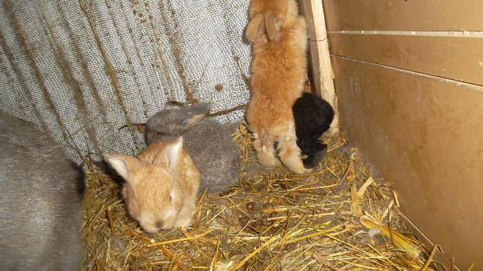 SAM_4323 - De la femela berbec albastra