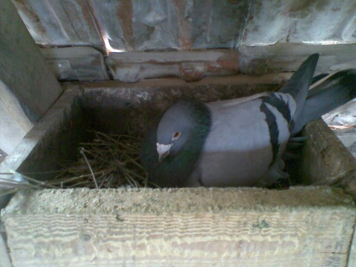 16032013(006) - Voiajori