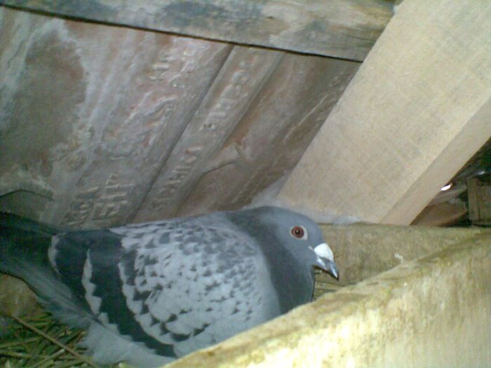 16032013(010) - Voiajori